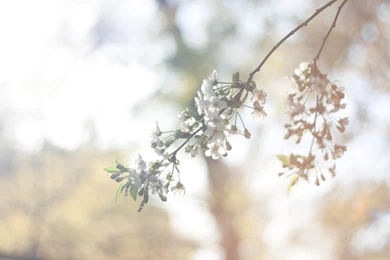 Vintage Flower Images And Wallpapers Download