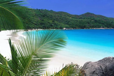 Tropical Paradise   (