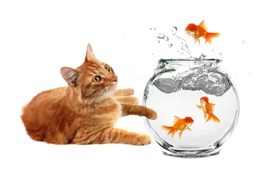Download Cats Goldfish Wallpapers 1920x1200
