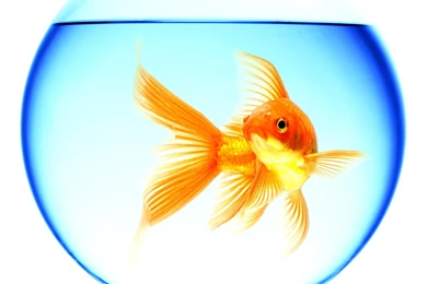 Goldfish Wallpapers 22 – HD Wallpaper, Wallpapers Pics   The Best ...