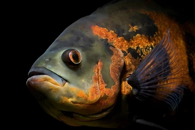 Gold Fish Wallpapers