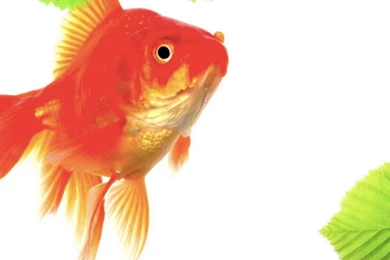 Goldfish Green Red