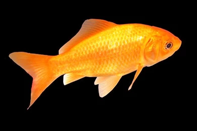 Wallpapers Gold Fish Beautiful Golden Goldfish Hd 1280x1024 ...