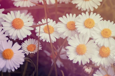 Vintage Flower Mobile Wallpapers : Cute Nature Wallpapers ...