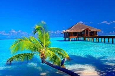Tropical Paradise Wallpapers