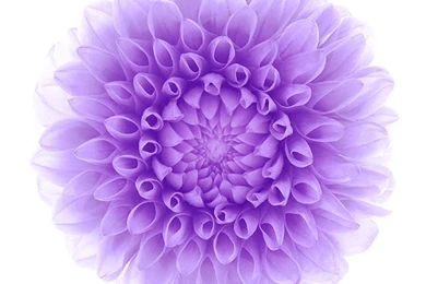 IOS 8 Purple Flower White Backgrounds iPhone 5 Wallpapers / IPod ...