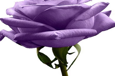 Purple Flower White Backgrounds   Wallpapers Cave