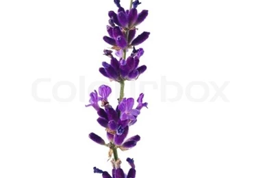 Lavender Flowers Isolated Against A White Backgrounds Purple Summer ...