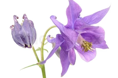 Beautiful Purple Aquilegia (Columbine) Flower On White Backgrounds ...