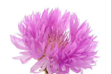 Purple Flowers On A White Backgrounds
