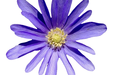 File:Anemone Blanda 001.jpg   Wikimedia Commons