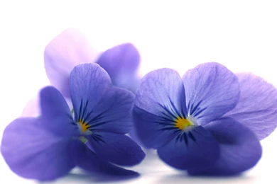 Download Wallpapers 3840x2400 Blue Viola, Flowers, Petals, Close up ...