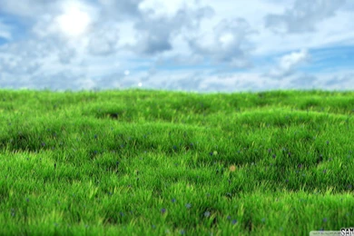 Realistic Grass HD Desktop Wallpapers : Widescreen : High ...