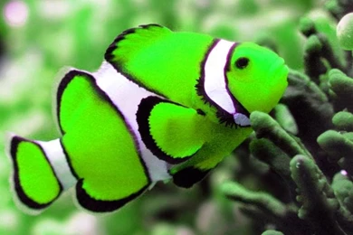 Colorful Fishes Live Wallpapers   Android Apps On Google Play