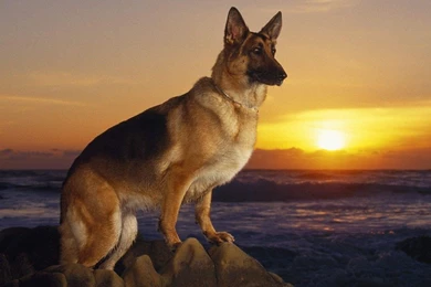 Ocean Animals Dogs German Shepherd Realistic Wallpapers