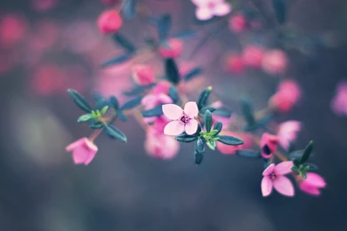 MAC Wallpapers   HDWPlan