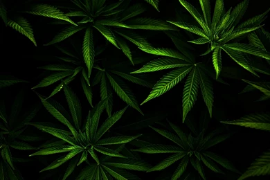 Weed HD Desktop Wallpapers : Widescreen : High Definition ...