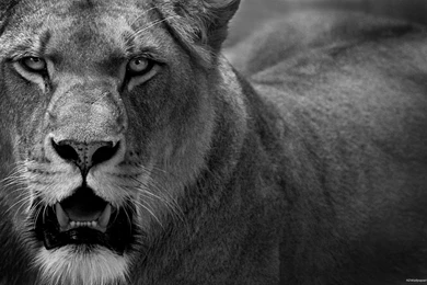 Angry Lion Eyes Wallpapers