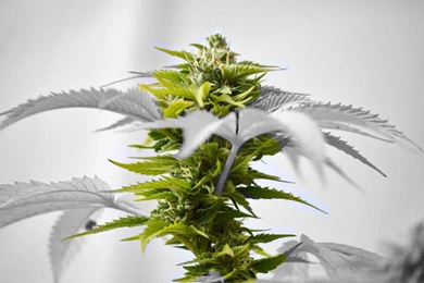 Cannabis Wallpapers HD FREE   Android Apps On Google Play