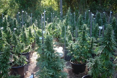 Cannabis Wallpapers HD FREE   Android Apps On Google Play