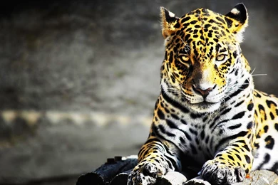 Angry Lions Wallpapers   HD Wallpaper Backgrounds Of Your Choice