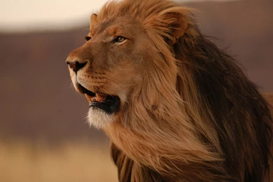 Angry Lion Wallpapers, HD Wallpapers Downloads