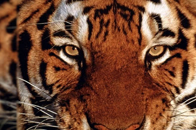 Wallpapers Angry Lion White Pin Tiger Jump The Water On Pinterest ...