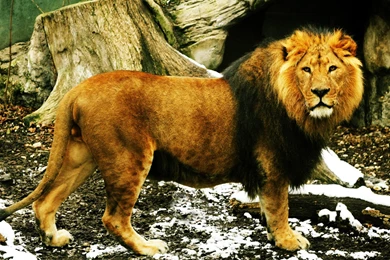 Download Animals Lions Wallpapers 2560x1440