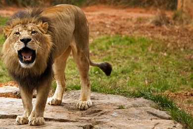 Angry Lion Wallpapers