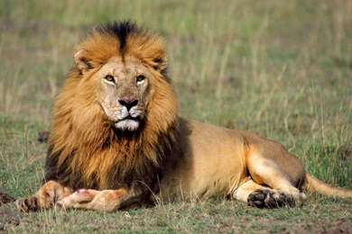 Lion In The Wild Wallpapers