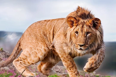 Wallpapers Animal Kingdom African Lion 1920x1080