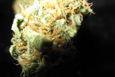 Stank Drugs Give Them To Me In Return Dramatic Cannabis Wallpapers ...