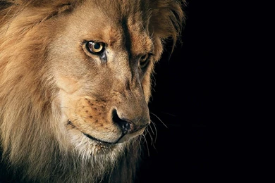 Wallpapers Angry Lion Sad Hd P 1920x1080