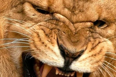 Download Wallpapers 750x1334 Lion, Lioness, Mane, Teeth, Anger ...