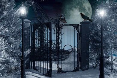 Winter Night Nature Wallpapers High Definition