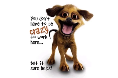Picture Funny Sayings Crazy Dog Wallpapers