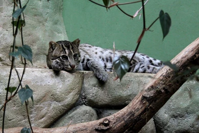 Animal Wallpapers Page 10: Swans Water Beautiful Picture ...