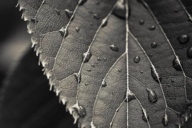 Black And White Closeup Leaf Dew Drops Android Wallpapers Free Download