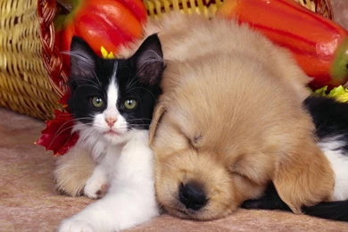 Cute Baby Animal Wallpapers