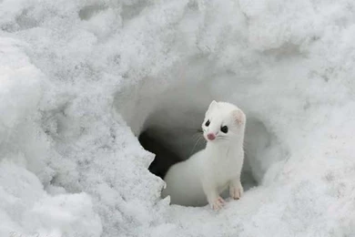 Cute Animals Wallpapers, Wallpaper, Cute Animals Wallpapers Hd ...