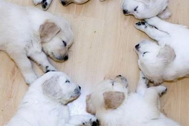 Cute Animals Wallpapers With Quotes