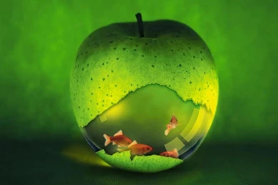 Free Wallpapers For Android   Wallpapers Zone