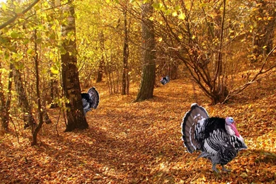 Thanksgiving HD Wallpapers   Wallpapers Cave