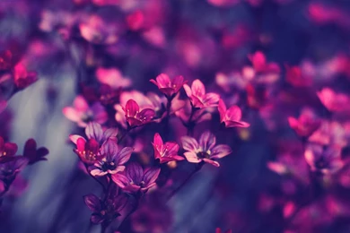 Desktop Backgrounds Wallpapers