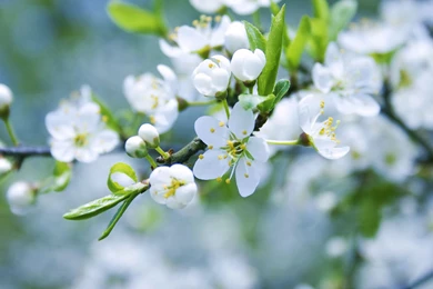 RePin Image: Hd Wallpapers Of Elegant Rose On Pinterest