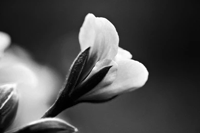 4 Elegant Wallpapers Full Screen High Resolution Desktop Backgrounds ...