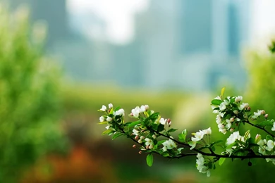 Fresh And Elegant Trap Flower: Apple Spent Desktop Wallpapers 8 ...