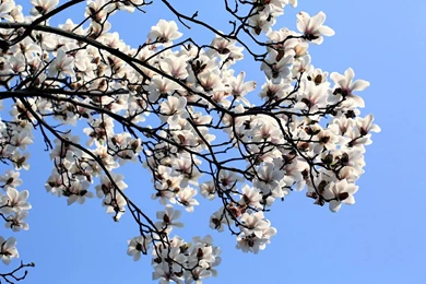 Elegant Magnolia Flower Wallpapers 4 － Flower Wallpapers   Free ...