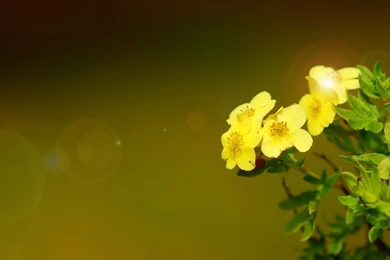 RePin Image: Elegant Desktop Hd Wallpapers On Pinterest