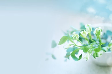 Abstract – Elegant Flower Meaning Wallpapers HD, HD Desktop Wallpapers